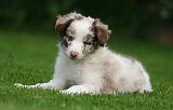 BORDER COLLIE 1540